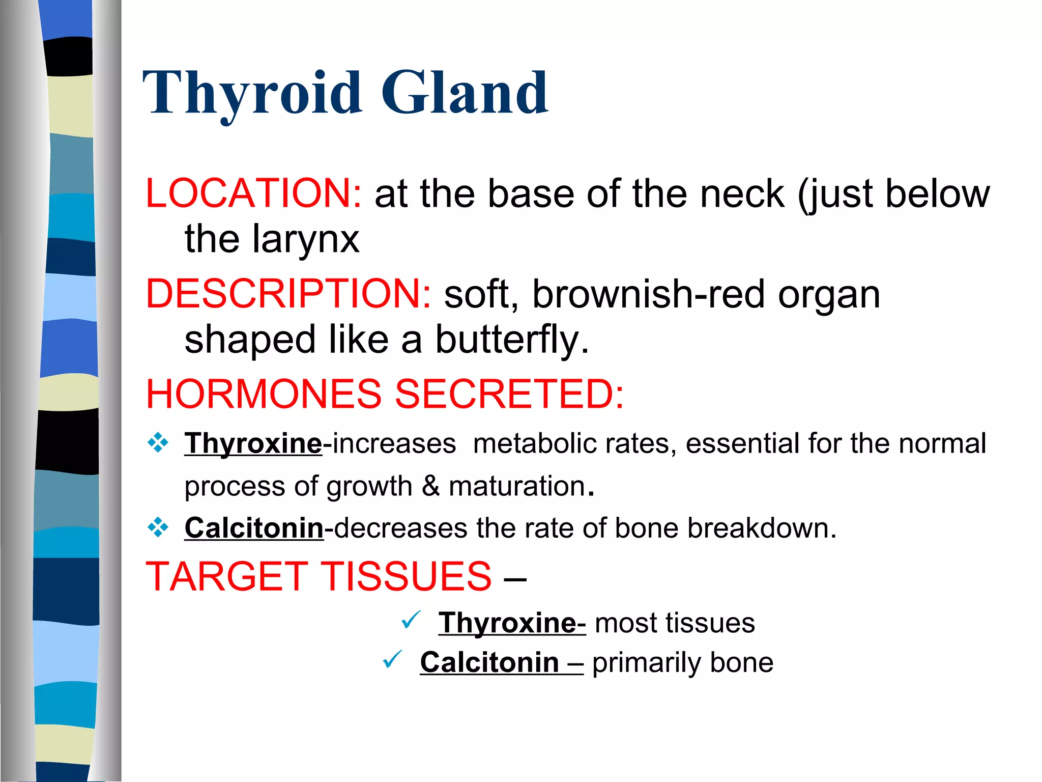 Thyroid Gland LOCATION:  at the base of the neck (just below the larynx DESCRIPTION:  soft, brownish-red organ shaped like a butterfly. HORMONES SECRETED:  Thyroxine -increases  metabolic rates, essential for the normal process of growth & maturation . Calcitonin -decreases the rate of bone breakdown. TARGET TISSUES  –  Thyroxine -  most tissues Calcitonin  –  primarily bone 