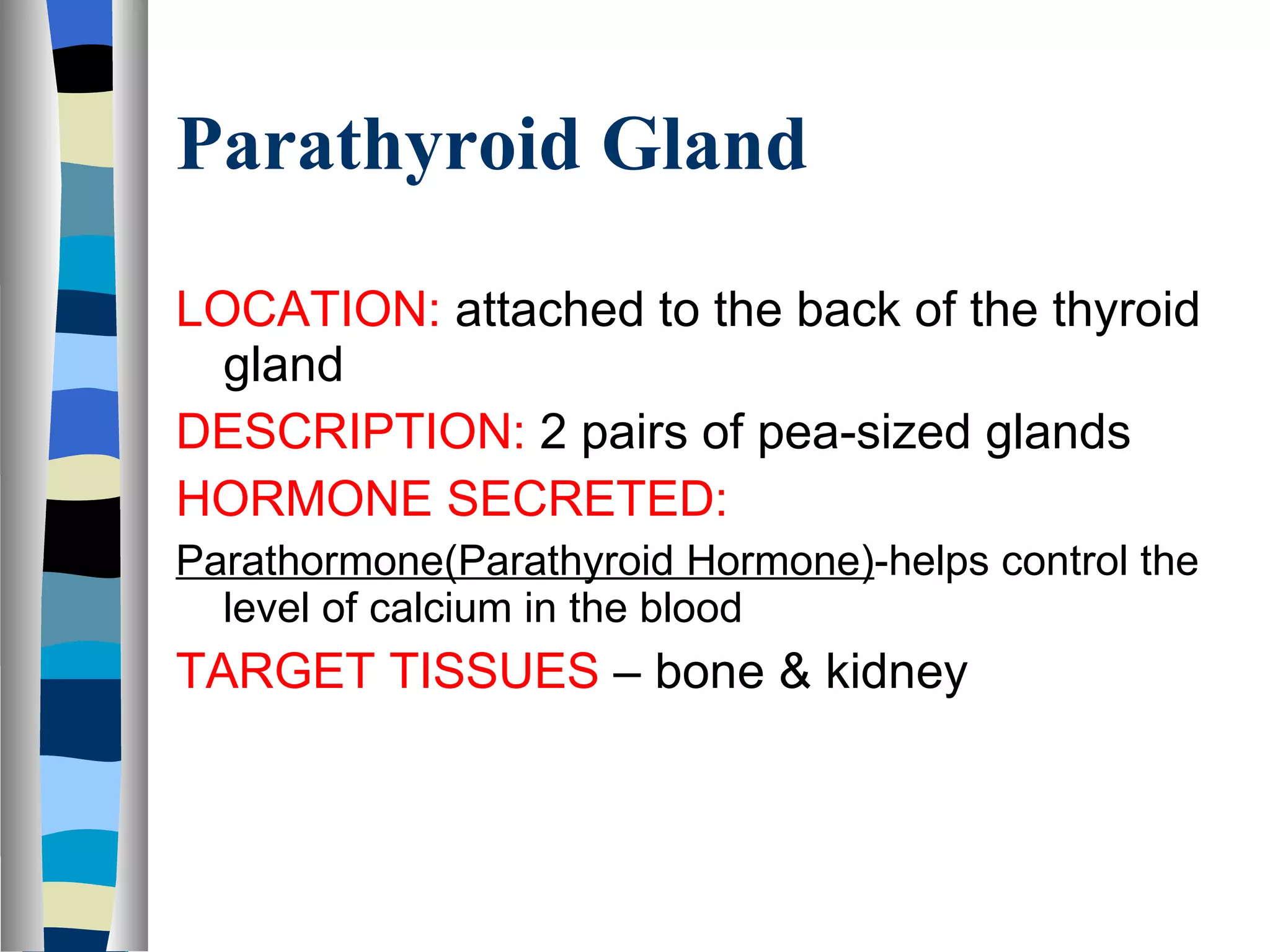 Parathyroid Gland LOCATION:  attached to the back of the thyroid gland DESCRIPTION:  2 pairs of pea-sized glands HORMONE SECRETED:  Parathormone(Parathyroid Hormone) -helps control the level of calcium in the blood TARGET TISSUES  – bone & kidney 
