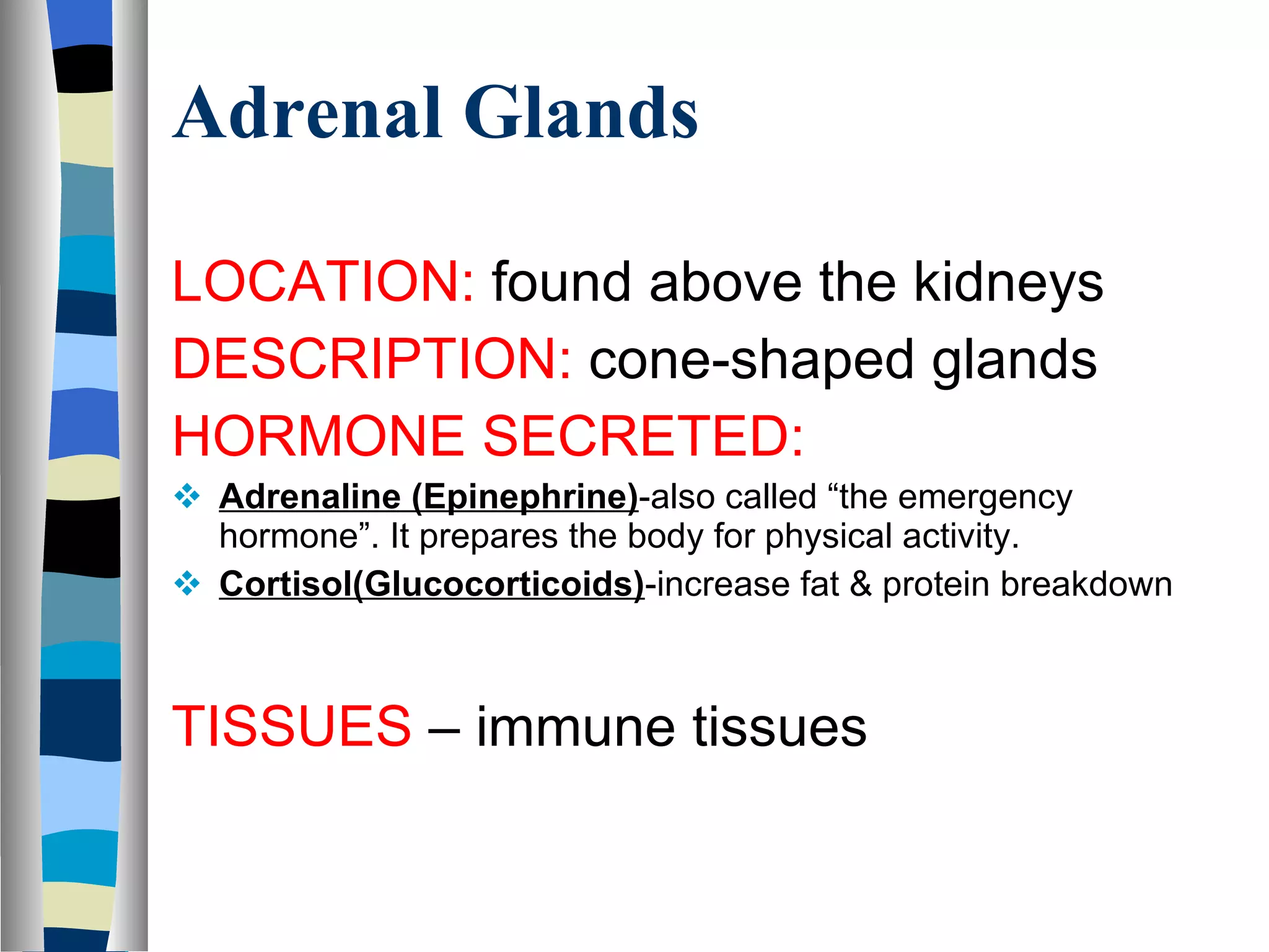 Adrenal Glands LOCATION:  found above the kidneys DESCRIPTION:  cone-shaped glands HORMONE SECRETED:  Adrenaline (Epinephrine) -also called “the emergency hormone”. It prepares the body for physical activity. Cortisol(Glucocorticoids) -increase fat & protein breakdown TISSUES  – immune tissues 