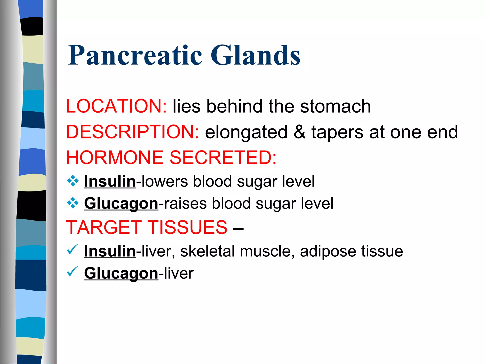 Pancreatic Glands LOCATION:  lies behind the stomach DESCRIPTION:  elongated & tapers at one end HORMONE SECRETED:  Insulin -lowers blood sugar level Glucagon -raises blood sugar level TARGET TISSUES  –  Insulin -liver, skeletal muscle, adipose tissue Glucagon -liver 