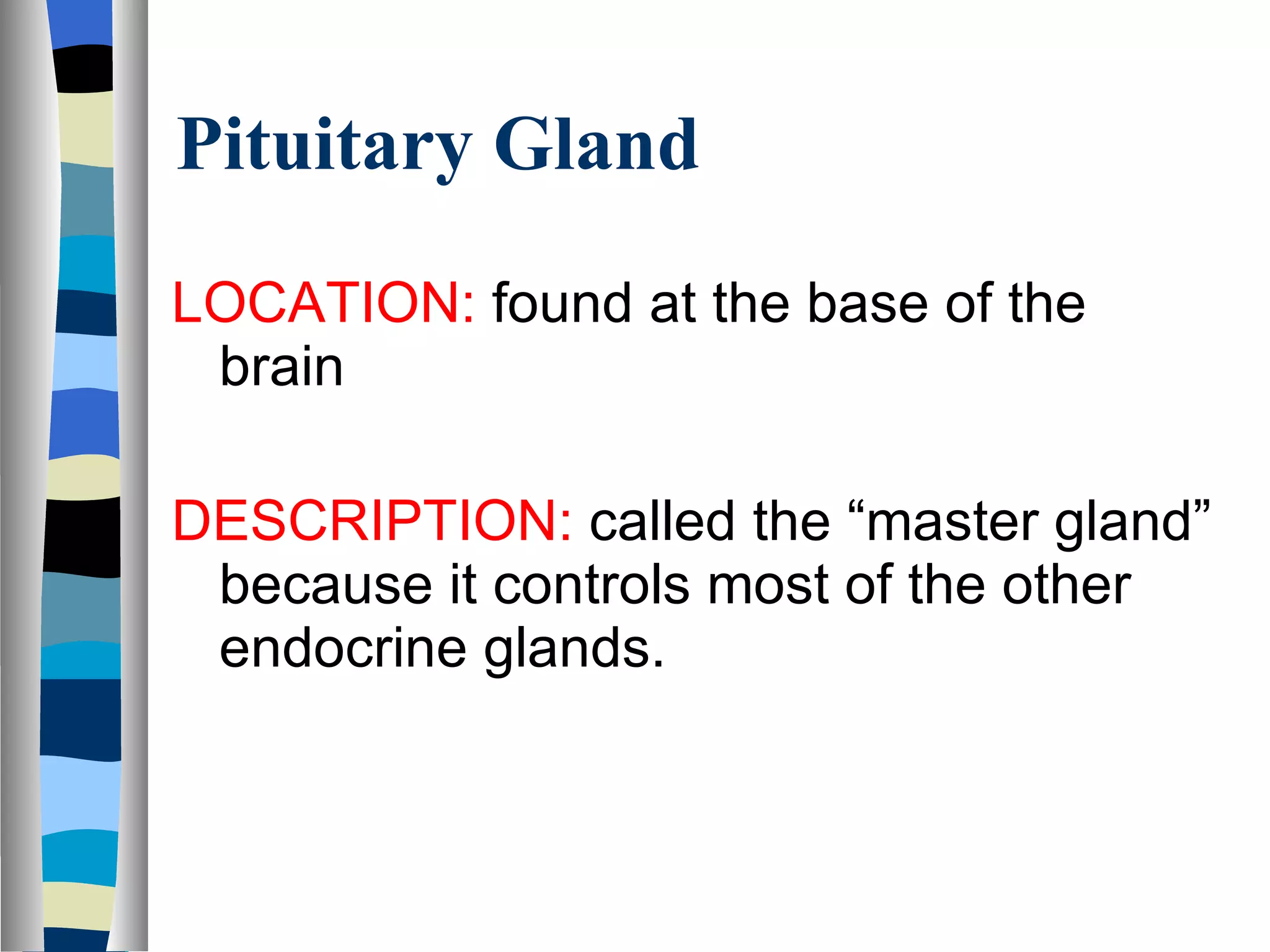 Pituitary Gland LOCATION:  found at the base of the brain DESCRIPTION:  called the “master gland” because it controls most of the other endocrine glands. 
