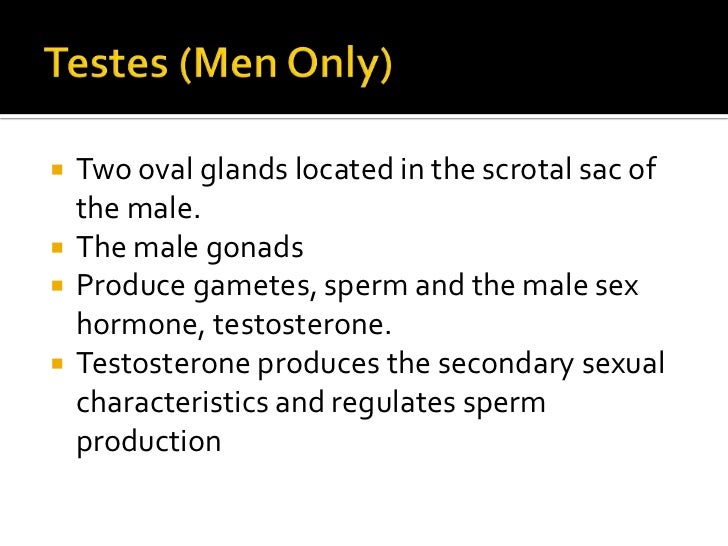 The endocrine system