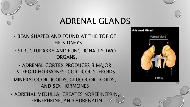 overactive adrenal glands in adults