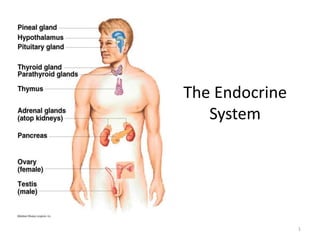 The Endocrine
System
1
 