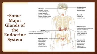 •Some
Major
Glands of
the
Endocrine
System
 