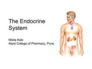 The Endocrine
System
Nikita Kale
Alard College of Pharmacy, Pune
 