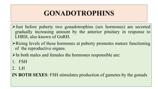 GONADOTROPHINS
Just before puberty two gonadotrophins (sex hormones) are secreted
gradually increasing amount by the anterior pituitary in response to
LHRH, also known of GnRH.
Rising levels of these hormones at puberty promotes mature functioning
of the reproductive organs.
In both males and females the hormones responsible are:
1. FSH
2. LH
IN BOTH SEXES: FSH stimulates production of gametes by the gonads
 