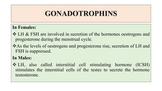 GONADOTROPHINS
In Females:
 LH & FSH are involved in secretion of the hormones oestrogens and
progesterone during the menstrual cycle.
As the levels of oestrogens and progesterone rise, secretion of LH and
FSH is suppressed.
In Males:
 LH, also called interstitial cell stimulating hormone (ICSH)
stimulates the interstitial cells of the testes to secrete the hormone
testosterone.
 