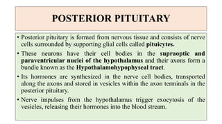 POSTERIOR PITUITARY
• Posterior pituitary is formed from nervous tissue and consists of nerve
cells surrounded by supporting glial cells called pituicytes.
• These neurons have their cell bodies in the supraoptic and
paraventricular nuclei of the hypothalamus and their axons form a
bundle known as the Hypothalamohypophyseal tract.
• Its hormones are synthesized in the nerve cell bodies, transported
along the axons and stored in vesicles within the axon terminals in the
posterior pituitary.
• Nerve impulses from the hypothalamus trigger exocytosis of the
vesicles, releasing their hormones into the blood stream.
 