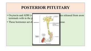 POSTERIOR PITUITARY
• Oxytocin and ADH (vasopressin) are the hormones released from axon
terminals with in the posterior pituitary.
• These hormones act directly on non-endocrine tissue.
 