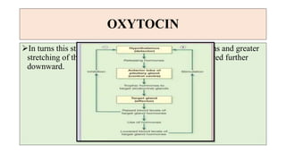 OXYTOCIN
In turns this stimulates more forceful uterine contractions and greater
stretching of the uterine cervix as the baby’s head is forced further
downward.
 