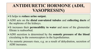 ANTIDIURETIC HORMONE (ADH,
VASOPRESSIN)
It helps to reduce urine output.
ADH acts on the distal convulated tubules and collecting ducts of
the nephrons of the kidneys.
It increases their permeability to water and more of the glomerular
filtrate is reabsorbed.
ADH secretion is determined by the osmotic pressure of the blood
circulating to the osmoreceptors in the hypothalamus.
As osmotic pressure rises, e.g. as a result of dehydration, secretion of
ADH increases.
 