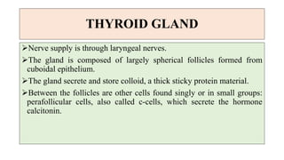 THYROID GLAND
Nerve supply is through laryngeal nerves.
The gland is composed of largely spherical follicles formed from
cuboidal epithelium.
The gland secrete and store colloid, a thick sticky protein material.
Between the follicles are other cells found singly or in small groups:
perafollicular cells, also called c-cells, which secrete the hormone
calcitonin.
 
