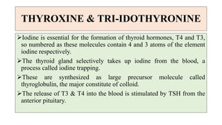 THYROXINE & TRI-IDOTHYRONINE
Iodine is essential for the formation of thyroid hormones, T4 and T3,
so numbered as these molecules contain 4 and 3 atoms of the element
iodine respectively.
The thyroid gland selectively takes up iodine from the blood, a
process called iodine trapping.
These are synthesized as large precursor molecule called
thyroglobulin, the major constitute of colloid.
The release of T3 & T4 into the blood is stimulated by TSH from the
anterior pituitary.
 