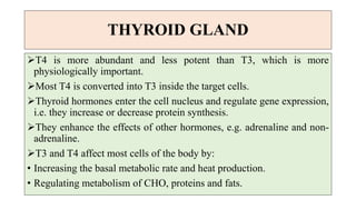 THYROID GLAND
T4 is more abundant and less potent than T3, which is more
physiologically important.
Most T4 is converted into T3 inside the target cells.
Thyroid hormones enter the cell nucleus and regulate gene expression,
i.e. they increase or decrease protein synthesis.
They enhance the effects of other hormones, e.g. adrenaline and non-
adrenaline.
T3 and T4 affect most cells of the body by:
• Increasing the basal metabolic rate and heat production.
• Regulating metabolism of CHO, proteins and fats.
 