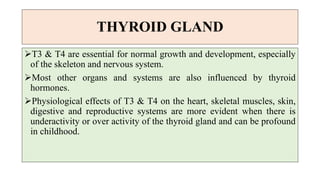THYROID GLAND
T3 & T4 are essential for normal growth and development, especially
of the skeleton and nervous system.
Most other organs and systems are also influenced by thyroid
hormones.
Physiological effects of T3 & T4 on the heart, skeletal muscles, skin,
digestive and reproductive systems are more evident when there is
underactivity or over activity of the thyroid gland and can be profound
in childhood.
 