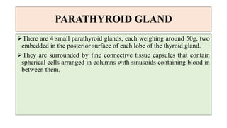 PARATHYROID GLAND
There are 4 small parathyroid glands, each weighing around 50g, two
embedded in the posterior surface of each lobe of the thyroid gland.
They are surrounded by fine connective tissue capsules that contain
spherical cells arranged in columns with sinusoids containing blood in
between them.
 