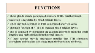 FUNCTIONS
These glands secrete parathyroid hormone (PTH, parathormone).
Secretion is regulated by blood calcium levels.
When they fall, secretion of PTH is increased and vice-versa.
The main function of PTH is to increase blood calcium levels.
This is achieved by increasing the calcium absorption from the small
intestine and reabsorption from the renal tubules.
If these sources provide inadequate supplies then PTH stimulates
osteoclasts and calcium is released from the bones in to the blood.
 
