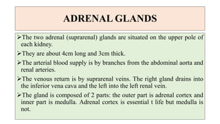 ADRENAL GLANDS
The two adrenal (suprarenal) glands are situated on the upper pole of
each kidney.
They are about 4cm long and 3cm thick.
The arterial blood supply is by branches from the abdominal aorta and
renal arteries.
The venous return is by suprarenal veins. The right gland drains into
the inferior vena cava and the left into the left renal vein.
The gland is composed of 2 parts: the outer part is adrenal cortex and
inner part is medulla. Adrenal cortex is essential t life but medulla is
not.
 