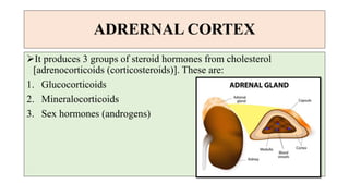 ADRERNAL CORTEX
It produces 3 groups of steroid hormones from cholesterol
[adrenocorticoids (corticosteroids)]. These are:
1. Glucocorticoids
2. Mineralocorticoids
3. Sex hormones (androgens)
 