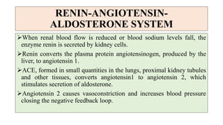 RENIN-ANGIOTENSIN-
ALDOSTERONE SYSTEM
When renal blood flow is reduced or blood sodium levels fall, the
enzyme renin is secreted by kidney cells.
Renin converts the plasma protein angiotensinogen, produced by the
liver, to angiotensin 1.
ACE, formed in small quantities in the lungs, proximal kidney tubules
and other tissues, converts angiotensin1 to angiotensin 2, which
stimulates secretion of aldosterone.
Angiotensin 2 causes vasoconstriction and increases blood pressure
closing the negative feedback loop.
 