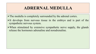 ADRERNAL MEDULLA
The medulla is completely surrounded by the adrenal cortex.
It develops from nervous tissue in the embryo and is part of the
sympathetic nervous system.
When stimulated by extensive sympathetic nerve supply, the glands
release the hormones adrenaline and noradrenaline.
 