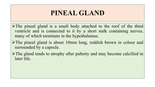PINEAL GLAND
The pineal gland is a small body attached to the roof of the third
ventricle and is connected to it by a short stalk containing nerves,
many of which terminate in the hypothalamus.
The pineal gland is about 10mm long, reddish brown in colour and
surrounded by a capsule.
The gland tends to atrophy after puberty and may become calcified in
later life.
 