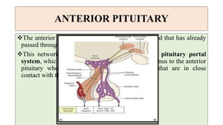 ANTERIOR PITUITARY
The anterior pituitary is supplied indirectly by blood that has already
passed through a capillary bed in the hypothalamus.
This network of blood vessels forms part of the pituitary portal
system, which transports blood from the hypothalamus to the anterior
pituitary where it enters thin-walled sinusoids that are in close
contact with the secretory cells.
 