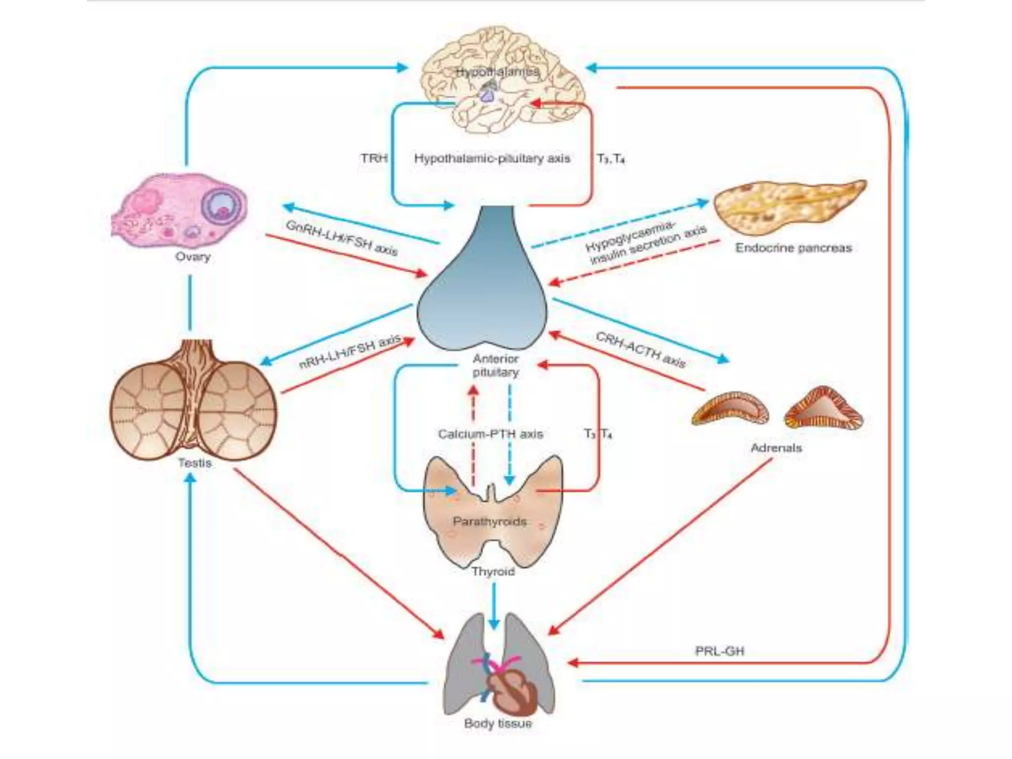 PITUITARY GLAND PATHOLOGY | PPTX