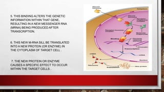 5. THIS BINDING ALTERS THE GENETIC
INFORMATION WITHIN THAT GENE,
RESULTING IN A NEW MESSENGER RNA
(MRNA) BEING PRODUCED AFTER
TRANSCRIPTION.
6. THIS NEW M-RNA SILL BE TRANSLATED
INTO A NEW PROTEIN (OR ENZYME) IN
THE CYTOPLASM OF TARGET CELL .
7. THE NEW PROTEIN OR ENZYME
CAUSES A SPECIFIC EFFECT TO OCCUR
WITHIN THE TARGET CELLS .
 