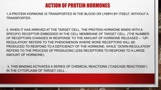 ACTION OF PROTEIN HORMONES
1.A PROTEIN HORMONE IS TRANSPORTED IN THE BLOOD OR LYMPH BY ITSELF, WITHOUT A
TRANSPORTER .
2. WHEN IT HAS ARRIVED AT THE TARGET CELL, THE PROTEIN HORMONE BINDS WITH A
SPECIFIC RECEPTOR EMBEDDED IN THE CELL MEMBRANE OF TARGET CELL. (THE NUMBER
OF RECEPTORS CHANGES IN RESPONSE TO THE AMOUNT OF HORMONE RELEASED -- “UP-
REGULATION” REFERS TO THE PHENOMENON WHERE MORE RECEPTORS WILL BE
PRODUCED TO RESPOND TO A DEFICIENCY OF THE HORMONE; WHILE “DOWN-REGULATION”
REFERS TO THE PROCESS OF PRODUCING LESS RECEPTORS TO RESPOND TO A LARGE
AMOUNT OF HORMONE).
3. THIS BINDING ACTIVATES A SERIES OF CHEMICAL REACTIONS (“CASCADE REACTIONS”)
IN THE CYTOPLASM OF TARGET CELL .
 