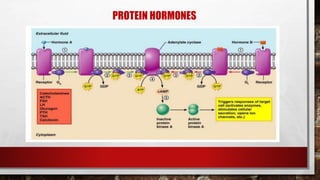 PROTEIN HORMONES
 