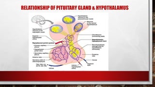 RELATIONSHIP OF PITUITARY GLAND & HYPOTHALAMUS
 