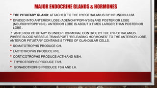 MAJOR ENDOCRINE GLANDS & HORMONES
• THE PITUITARY GLAND: ATTACHED TO THE HYPOTHALAMUS BY INFUNDIBULUM.
• DIVIDED INTO ANTERIOR LOBE (ADENOHYPOPHYSIS) AND POSTERIOR LOBE
(NEUROHYPOPHYSIS). ANTERIOR LOBE IS ABOUT 3 TIMES LARGER THAN POSTERIOR
LOBE .
1. ANTERIOR PITUITARY IS UNDER HORMONAL CONTROL BY THE HYPOTHALAMUS
WHERE BLOOD VESSELS TRANSPORT “RELEASING HORMONES” TO THE ANTERIOR LOBE.
ANTERIOR PITUITARY CONTAINS 5 TYPES OF GLANDULAR CELLS.
• SOMATOTROPHS PRODUCE GH.
• LACTOTROPHS PRODUCE PRL.
• CORTICOTROPHS PRODUCE ACTH AND MSH.
• THYROTROPHS PRODUCE TSH.
• GONADOTROPHS PRODUCE FSH AND LH.
 