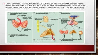 • 2. POSTERIOR PITUITARY IS UNDER NERVOUS CONTROL BY THE HYPOTHALAMUS WHERE NERVE
FIBERS INNERVATE THE POSTERIOR LOBE FOR ITS RELEASE OF HORMONES (POSTERIOR PITUITARY
DOES NOT PRODUCE HORMONES; IT ONLY RELEASE HORMONES MADE BY THE HYPOTHALAMUS).
 