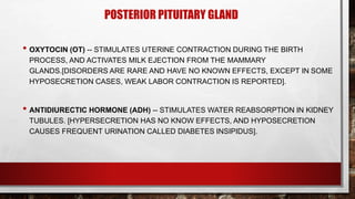 POSTERIOR PITUITARY GLAND
• OXYTOCIN (OT) -- STIMULATES UTERINE CONTRACTION DURING THE BIRTH
PROCESS, AND ACTIVATES MILK EJECTION FROM THE MAMMARY
GLANDS.[DISORDERS ARE RARE AND HAVE NO KNOWN EFFECTS, EXCEPT IN SOME
HYPOSECRETION CASES, WEAK LABOR CONTRACTION IS REPORTED].
• ANTIDIURECTIC HORMONE (ADH) -- STIMULATES WATER REABSORPTION IN KIDNEY
TUBULES. [HYPERSECRETION HAS NO KNOW EFFECTS, AND HYPOSECRETION
CAUSES FREQUENT URINATION CALLED DIABETES INSIPIDUS].
 