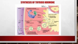 SYNTHESIS OF THYROID HORMONE
 