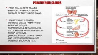PARATHYROID GLANDS
• FOUR OVAL-SHAPED GLANDS
EMBEDDED IN THE POSTERIOR
SURFACE OF THE THYROID GLAND.
• SECRETE ONLY 1 PROTEIN
HORMONE CALLED PARATHYROID
HORMONE (PTH) OR
PARATHORMONE TO RAISE BLOOD
CALCIUM LEVEL AND LOWER BLOOD
PHOSPHATE LEVEL.
[HYPOSECRETION CAUSES TETANY,
AND HYPERSECRETION CAUSES
OSTEITIS FIBROSA CYSTICA].
 
