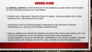 ADRENAL GLAND
A. ADRENAL CORTEX: OUTER PORTION OF THE ADRENAL GLAND WHICH IS ATTACHED
TO THE SUPERIOR SURFACE OF THE KIDNEY.
• DIVIDED INTO 3 REGIONS, FROM OUTSIDE TO INSIDE : ZONA GLOMERULOSA, ZONA
FASCICULATE , AND ZONA RETICULARIS.
• SECRETES OVER 30 STEROID-BASED SUBSTANCES AND SEVERAL STEROID
HORMONES, ALL CRUCIAL FOR NORMAL HOMEOSTASIS .
• ZONA GLOMERULOSA SECRETES MINERALOCORTICOIDS WHICH HELP REGULATE THE
LEVELS OF MINERALS SUCH AS SODIUM, POTASSIUM, AND MAGNESIUM.
ALDOSTERONE IS THE MOST IMPORTANT HORMONE IN THIS GROUP, WHERE IT RAISES
BLOOD LEVELS OF SODIUM AND WATER, AND LOWERS BLOOD POTASSIUM LEVEL.
 