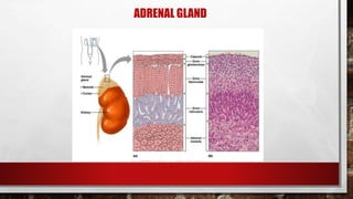 ADRENAL GLAND
 