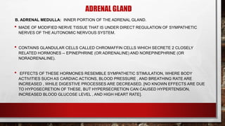 ADRENAL GLAND
B. ADRENAL MEDULLA: INNER PORTION OF THE ADRENAL GLAND.
• MADE OF MODIFIED NERVE TISSUE THAT IS UNDER DIRECT REGULATION OF SYMPATHETIC
NERVES OF THE AUTONOMIC NERVOUS SYSTEM.
• CONTAINS GLANDULAR CELLS CALLED CHROMAFFIN CELLS WHICH SECRETE 2 CLOSELY
RELATED HORMONES -- EPINEPHRINE (OR ADRENALINE) AND NOREPINEPHRINE (OR
NORADRENALINE).
• EFFECTS OF THESE HORMONES RESEMBLE SYMPATHETIC STIMULATION, WHERE BODY
ACTIVITIES SUCH AS CARDIAC ACTIONS, BLOOD PRESSURE , AND BREATHING RATE ARE
INCREASED , WHILE DIGESTIVE PROCESSES ARE DECREASED. [NO KNOWN EFFECTS ARE DUE
TO HYPOSECRETION OF THESE, BUT HYPERSECRETION CAN CAUSED HYPERTENSION,
INCREASED BLOOD GLUCOSE LEVEL , AND HIGH HEART RATE].
 