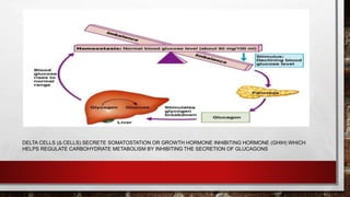 DELTA CELLS (Δ CELLS) SECRETE SOMATOSTATION OR GROWTH HORMONE INHIBITING HORMONE (GHIH) WHICH
HELPS REGULATE CARBOHYDRATE METABOLISM BY INHIBITING THE SECRETION OF GLUCAGONS
 