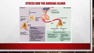 STRESS AND THE ADRENAL GLAND
 