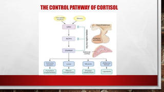 THE CONTROL PATHWAY OF CORTISOL
 