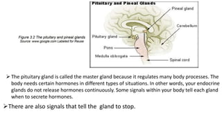 The pituitary gland is called the master gland because it regulates many body processes. The
body needs certain hormones in different types of situations. In other words, your endocrine
glands do not release hormones continuously. Some signals within your body tell each gland
when to secrete hormones.
There are also signals that tell the gland to stop.
 