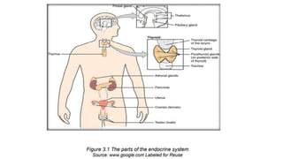 The Endocrine System.pptx GFTFTFYFUYUYYUY