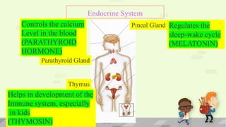 Endocrine System Cycle The Endocrine System and its basicss.pdf