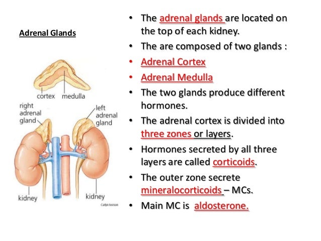adrenal cortex location and function