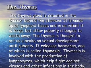 The Thymus The thymus gland is situated in the thorax  behind the sternum. It is made up of lymphoid tissue and in an infant it is large, but after puberty it begins to waste away. The thymus is thought to act as a brake on sexual development until puberty. It releases hormones, one of which is called  thymosin.  Thymosin is involved with the production of lymphocytes, which help fight against viruses and other infections in the body. 