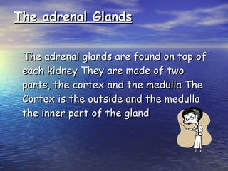 The adrenal Glands The adrenal glands are found   on   top of each kidney They are made of two parts, the cortex and the medulla The Cortex is the outside and the medulla  the inner part of the gland  